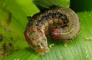 Kinh nghiệm phòng, chống sâu keo mùa thu 