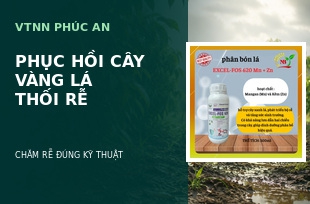 Cách Phục Hồi Cây Vàng Lá, Thối Rễ Sau Mưa Đúng Kỹ Thuật