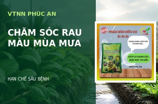 Kỹ Thuật Chăm Sóc Rau Màu Mùa Mưa – Hạn Chế Sâu Bệnh, Giảm Chi Phí