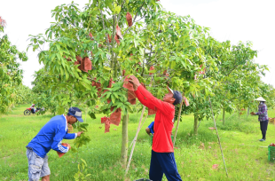 Các phương pháp bón phân cho xoài giúp cây ra hoa, kết trái nhanh chóng