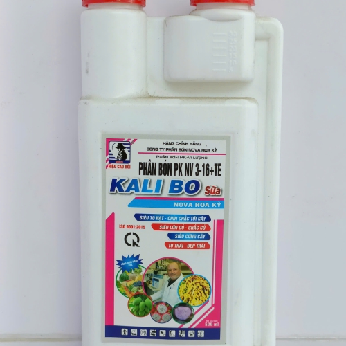 KALI BO SỮA NOVA HOA KỲ – SIÊU LỚN CỦ, CỨNG CÂY, TO TRÁI