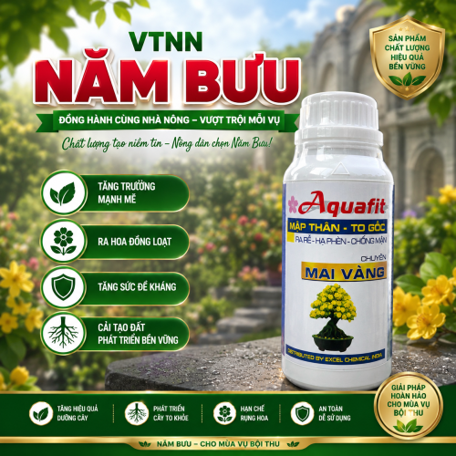 ???? AQUAFIT – MẬP THÂN, TO GỐC, MAI VÀNG KHỎE ĐẸP ???? 